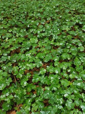 Look how lush our ground cover is after Ecoyards irrigation job last summer!