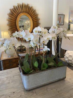 Orchids just arrived