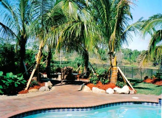 palm tree hammock for new backyard seating area