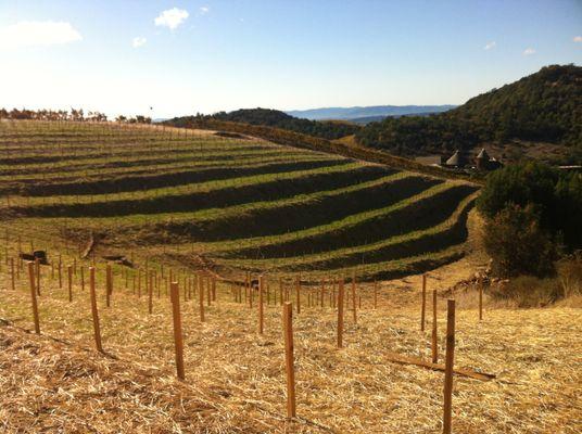 Vineyard Erosion Control Plan