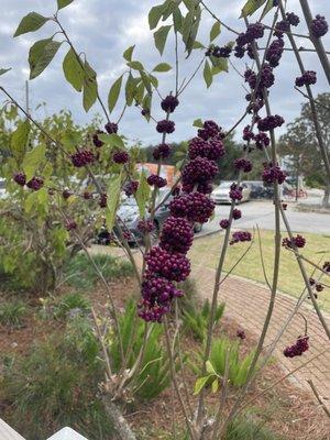 Outside Berries