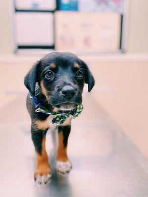 Our little pal, Han Solo completed all rounds of puppy vaccinations with Dr. Leland.