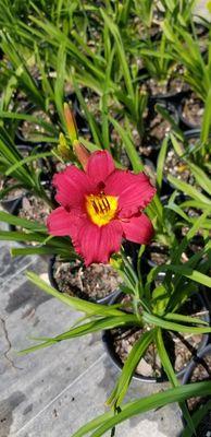 Red daylilies