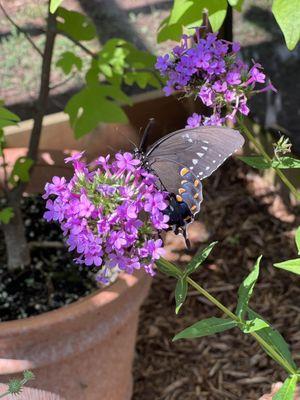 Eastern Black Swallowtail