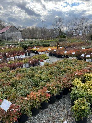 a view of our field full of sun shrubs