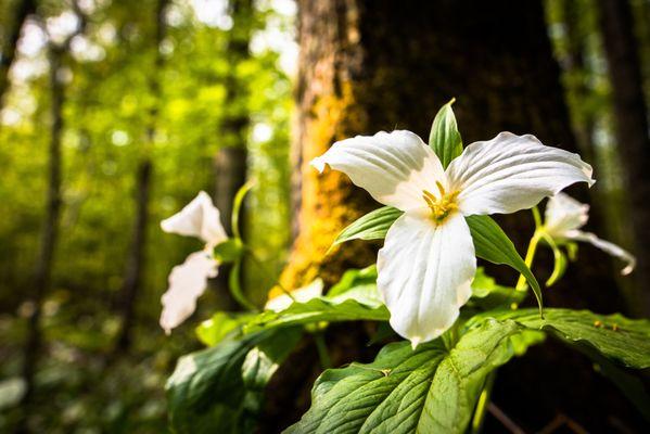 Trillium Flowers