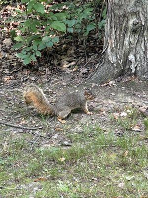 Squirrel