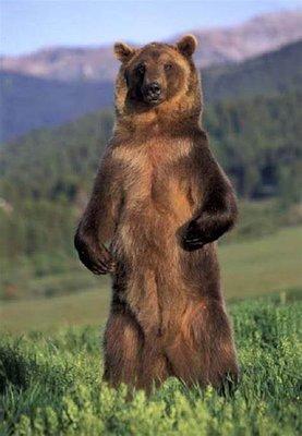 Standing grizzly