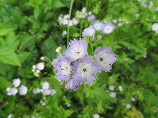 Early May flowers