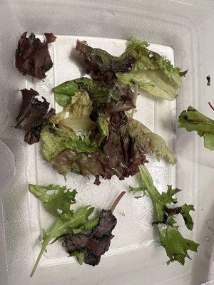 Rotted lettuce