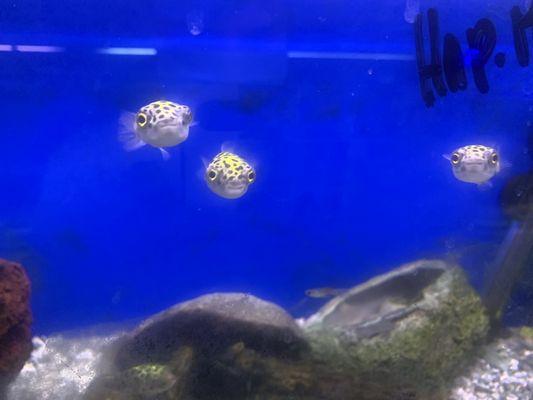 Green spotted puffer