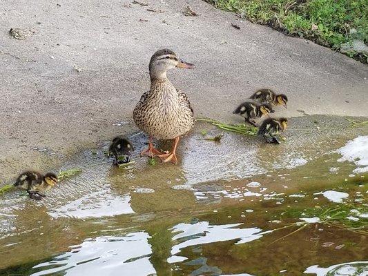 Ducklings at the landing