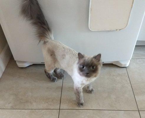 After: Neatly shorn but for her plume-y tail, my cat is happy to be rid of her winter coat.