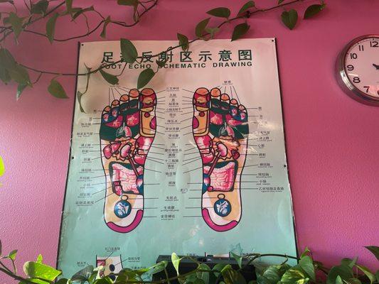 Reflexology chart