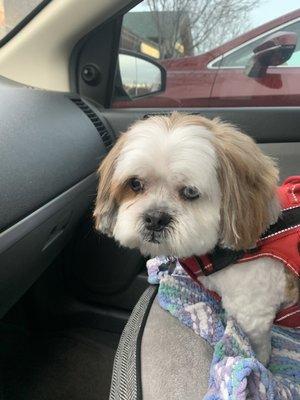 Bandit(Shih-Tzu)