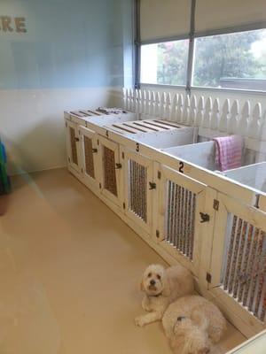 Doggy Daycare pens for small dogs