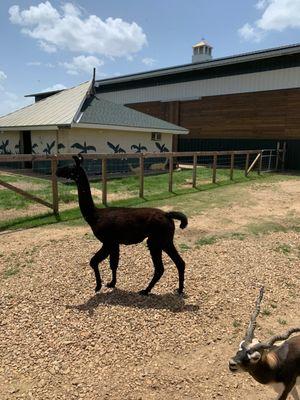 The majestic chocolate Alpaca