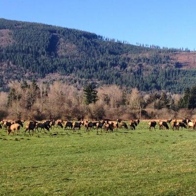 Elk in the Valley!