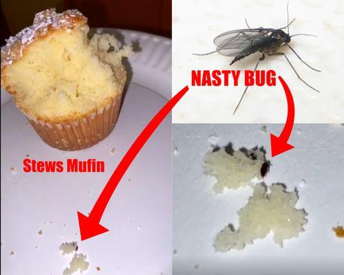 found a BUG inside my Stew Leonard's muffin! absolutely revolting. WILL NOT be coming back