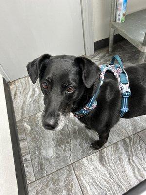 Coal says, "Brandon the vet tech is so nice!"