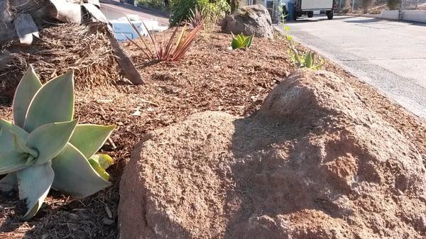 Boulders and assorted drought tolerant plants