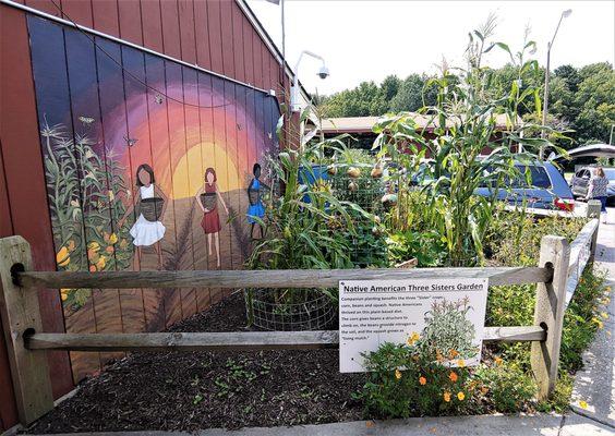 This is the Native American Three Sisters Garden.  Photo taken July 24, 2021.