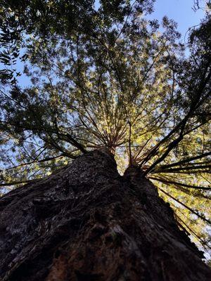 Coastal Redwood tree.