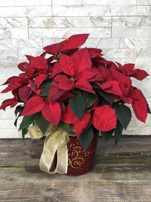 Poinsettias - red, pink or white