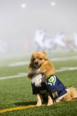 Izzy on the sidelines at a Seahawks game.