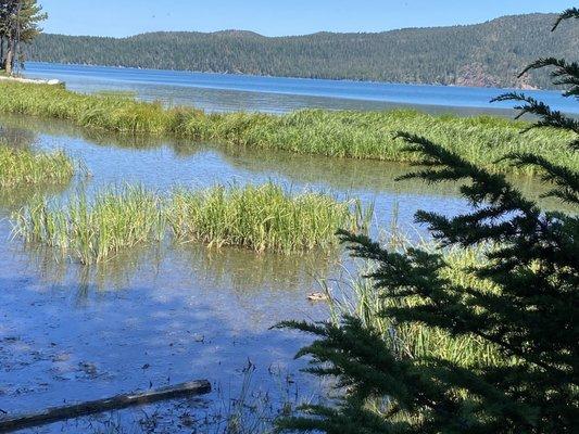 Marshy mosquito infested hike area