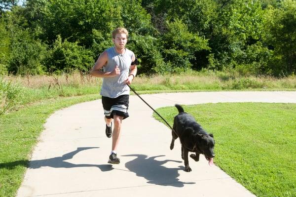 Dog Running