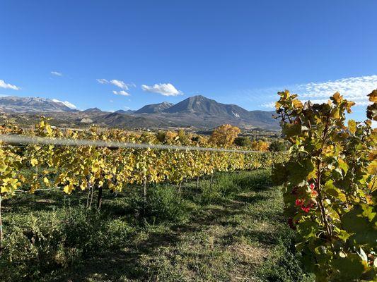 Fall in the vineyard