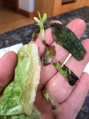 Wilted slimy lettuce