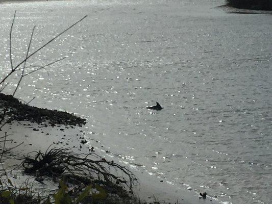 dolphins strand-feeding