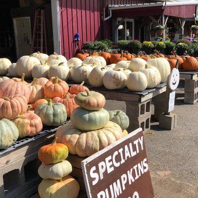 We have some great specialty pumpkins for fall decorating