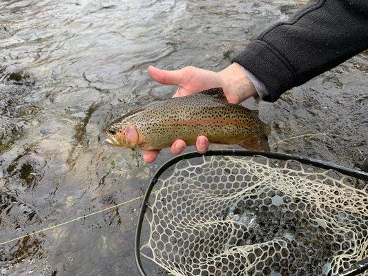 Beautiful Bow from the Roaring Fork