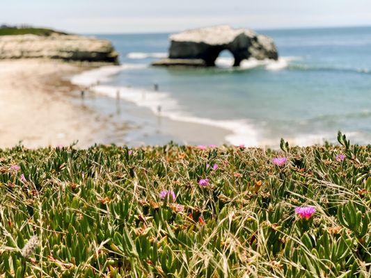 Natural Bridges State Beach