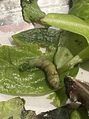 There have been multiple occasions where I have bought something from county market and there was a bug (seen above) or the food was moldy.