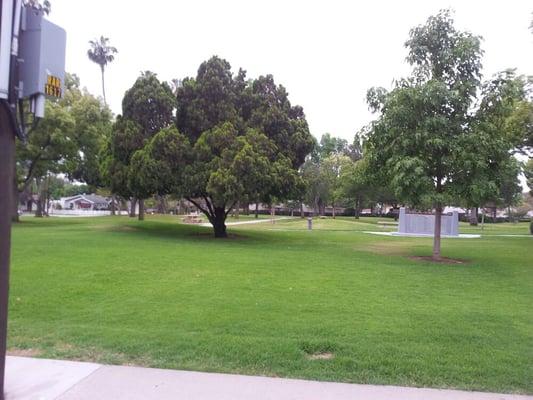 The most loneliest prettiest tree in Founders Park