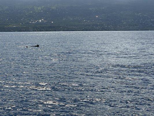 Pilot Whale off Kona Coast