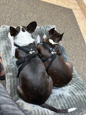 Love the dog beds in the room to help the pups relax while they wait