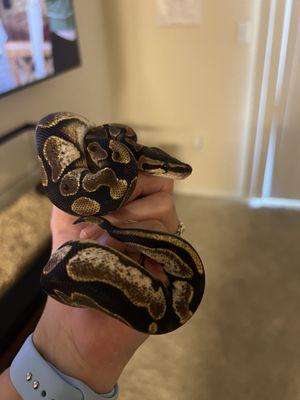 Ball python. Her name is Piper.