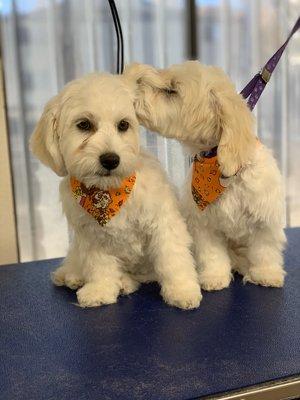 Harmony and Everlynn came in for their first full groom!