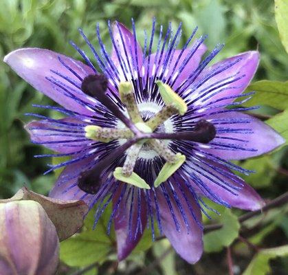 Passion Flower
Passion : Fire
Flower : Bloom