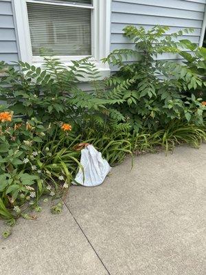 Abandoned bag of shop vac contents on my driveway.