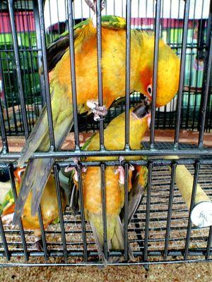 SunConures @ExoticBirdShopMiami