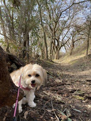 Lower level trail