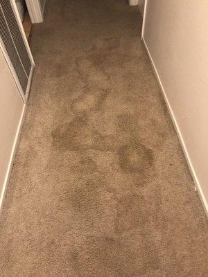 Hallway with huge stain