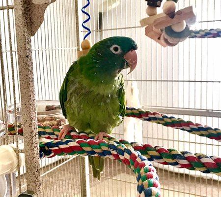 Precious Blue Crowned Conure