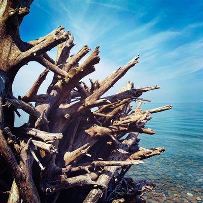 Driftwood near lake